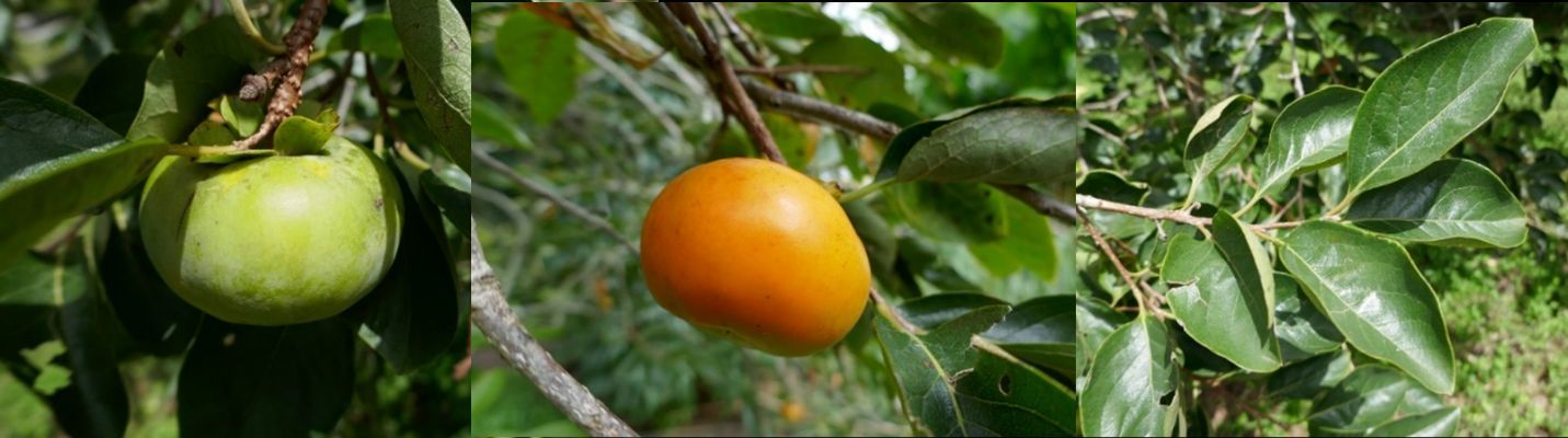 (Left) An immature, round green fruit and (center) a mature, round orange fruit hanging from branches; (right) close-up of oval-shaped leaves on a branch.