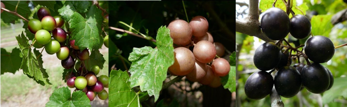 Clusters of green and red, pink, and blackish-purple grapes growing from vines.