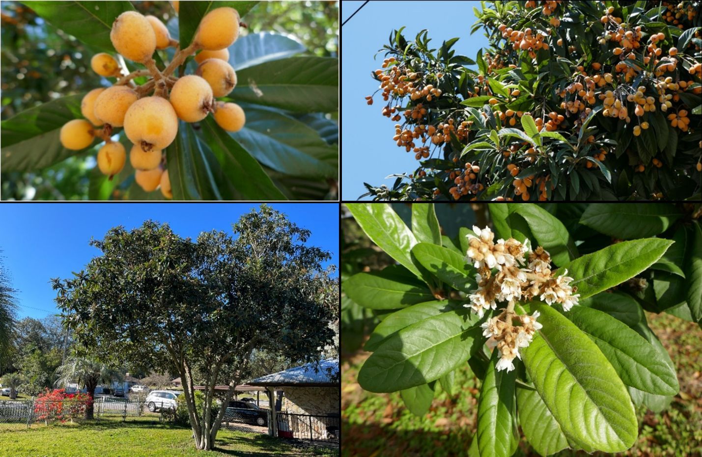 (Top left) A close-up of a cluster of orange round fruit, (top right) a green branch with many orange fruit, (bottom left) a tree in a residential yard, and (bottom right) a close-up of white flowers surrounded by large green leaves.