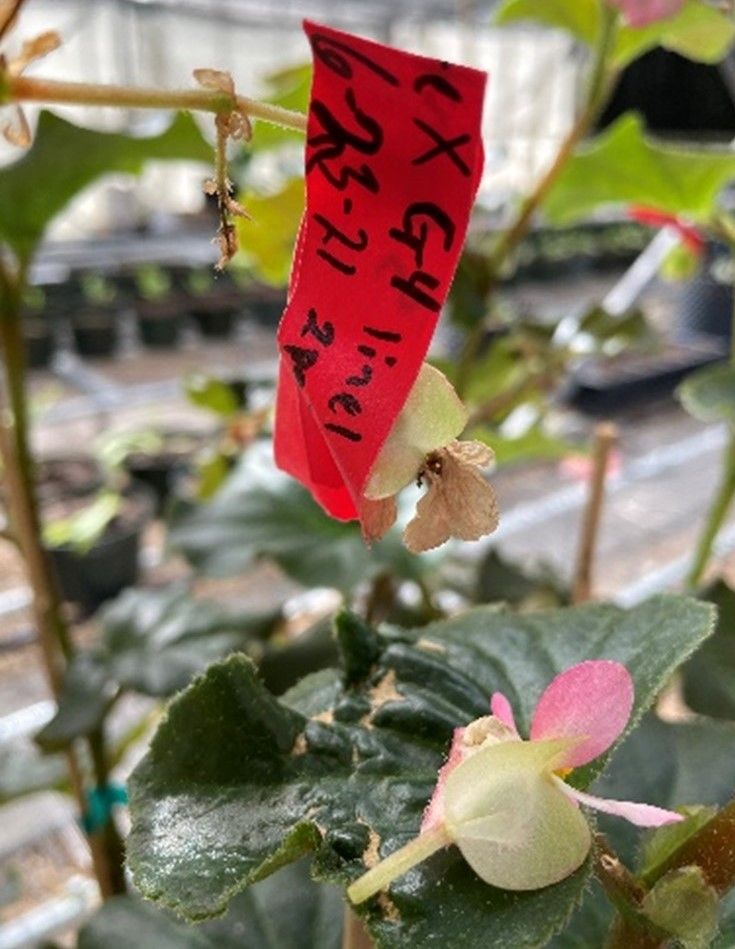 Image depicting how to attach a cross information tag. In this case, simple painter’s tape works well. Notice that the tape slightly covers the ovary of the female flower. This is so if the flower detaches from the plant, the tag will fall with it. 