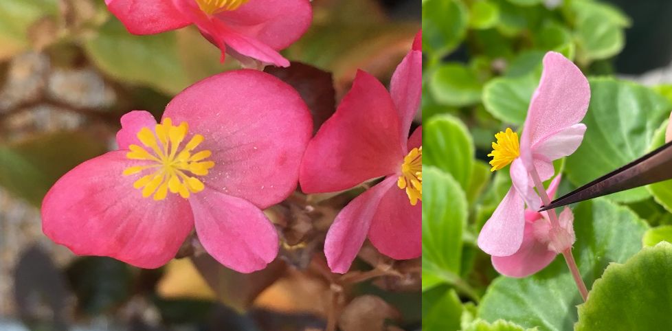 Male begonia flowers. Left, male flower with pollen grains on tepals that are ready to pollinate. Right, forceps gripping the petiole of the male flower. 
