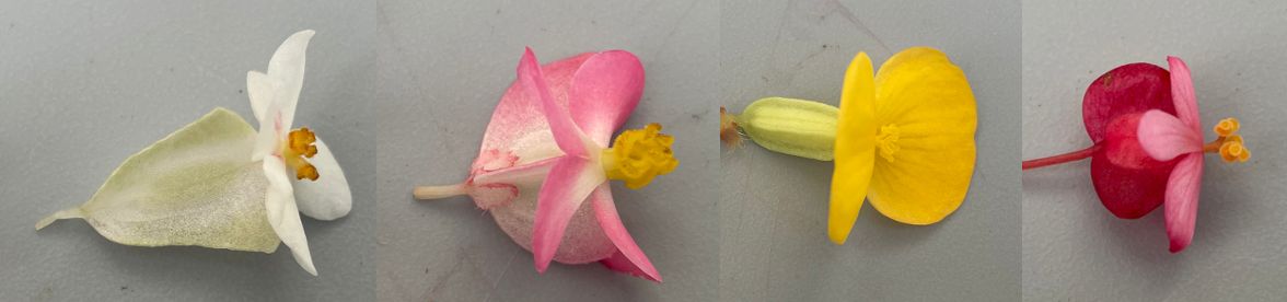 Female flowers found throughout the genus Begonia. Note the three-winged ovary in all four specimens. From left to right are female flowers of B. dregei ‘Glasgow’, unnamed begonia hybrid, B. microsperma, and B. coriacea. 
