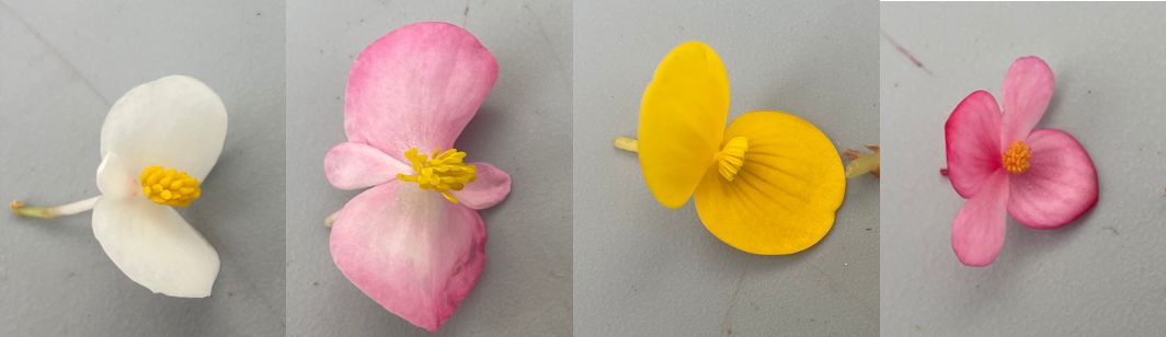 Male flowers found throughout the genus Begonia. From left to right are male flowers of B. dregei ‘Glasgow’, unnamed begonia hybrid, B. microsperma, and B. coriacea. 