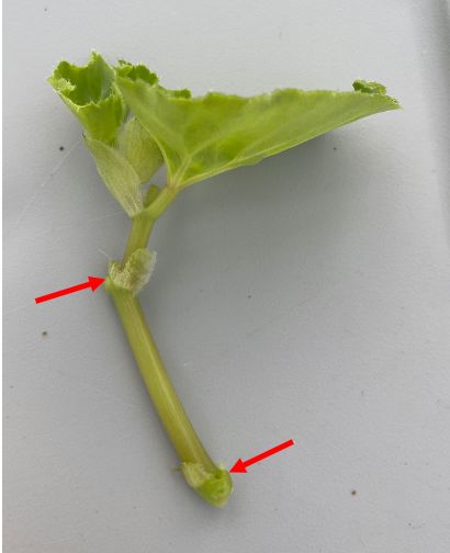 Typical begonia shoot cutting. Red arrows indicate where additional leaves were removed from the shoot. 