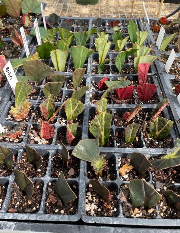 Tray of freshly made leaf cuttings. Notice few leaf and petiole cuttings scattered throughout the tray. For the larger leaves, once the leaf cuttings are taken, the remaining petiole and leaf can be used as a cutting. 