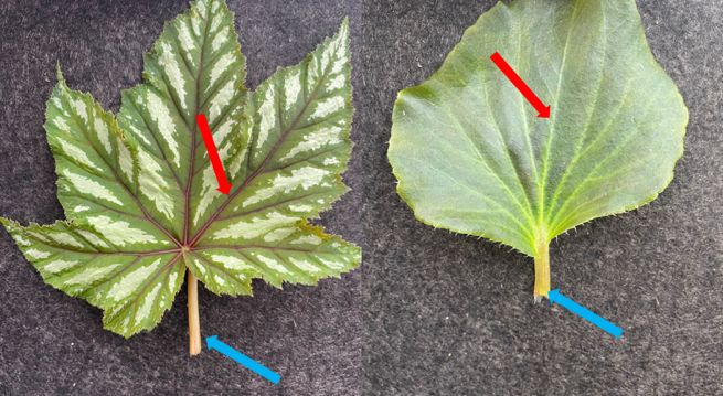 Blue arrows are directed at the leaf petioles. Red arrows are pointing to the primary veins radiating out from junction where the petiole meets the leaf blade. 