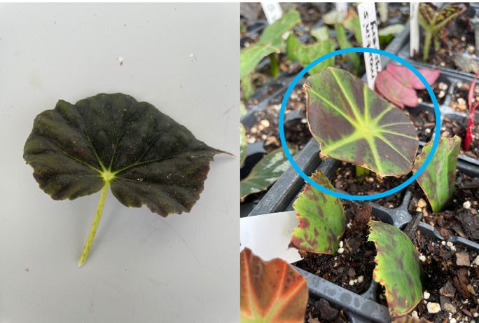 Begonia leaf (left) and petiole cutting (right). For larger leaves, it may be beneficial to cut back the leaf because it is unnecessary for root and shoot development (blue circle). 