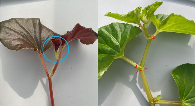 Blue circle in the left image indicates the meristem region of the shoot. In the right image, the numbers indicate the nodes, and the dashed line is where the cutting should be made. 