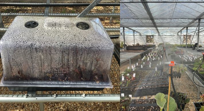 Typical humidity dome (left). Row of misters used to ensure the begonia cuttings do not dry out (right). 