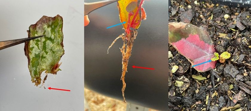 Rooted leaf cutting. Red arrows are pointing to newly developed roots on leaf cuttings. Blue arrows show newly developed shoots that sprout after sufficient roots have been developed.