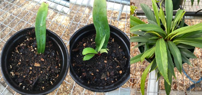 Successful leaf cutting. From left to right: newly planted leaf cutting, new shoots sprouting from the planted leaf cutting, and a fully grown plant from the leaf cutting. 