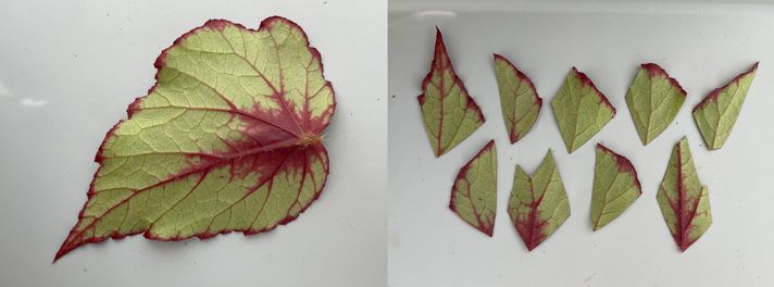 Begonia leaf and leaf cuttings. On the left is a fully grown leaf of the begonia variety ‘Dalia’. On the right is the same leaf cut into multiple leaf cuttings that can be used to develop new clonal plants. 