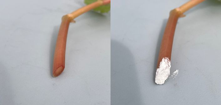 On the left is a fresh shoot cutting with exposed vascular tissue. On the right we have the same cutting coated in rooting hormone powder. 
