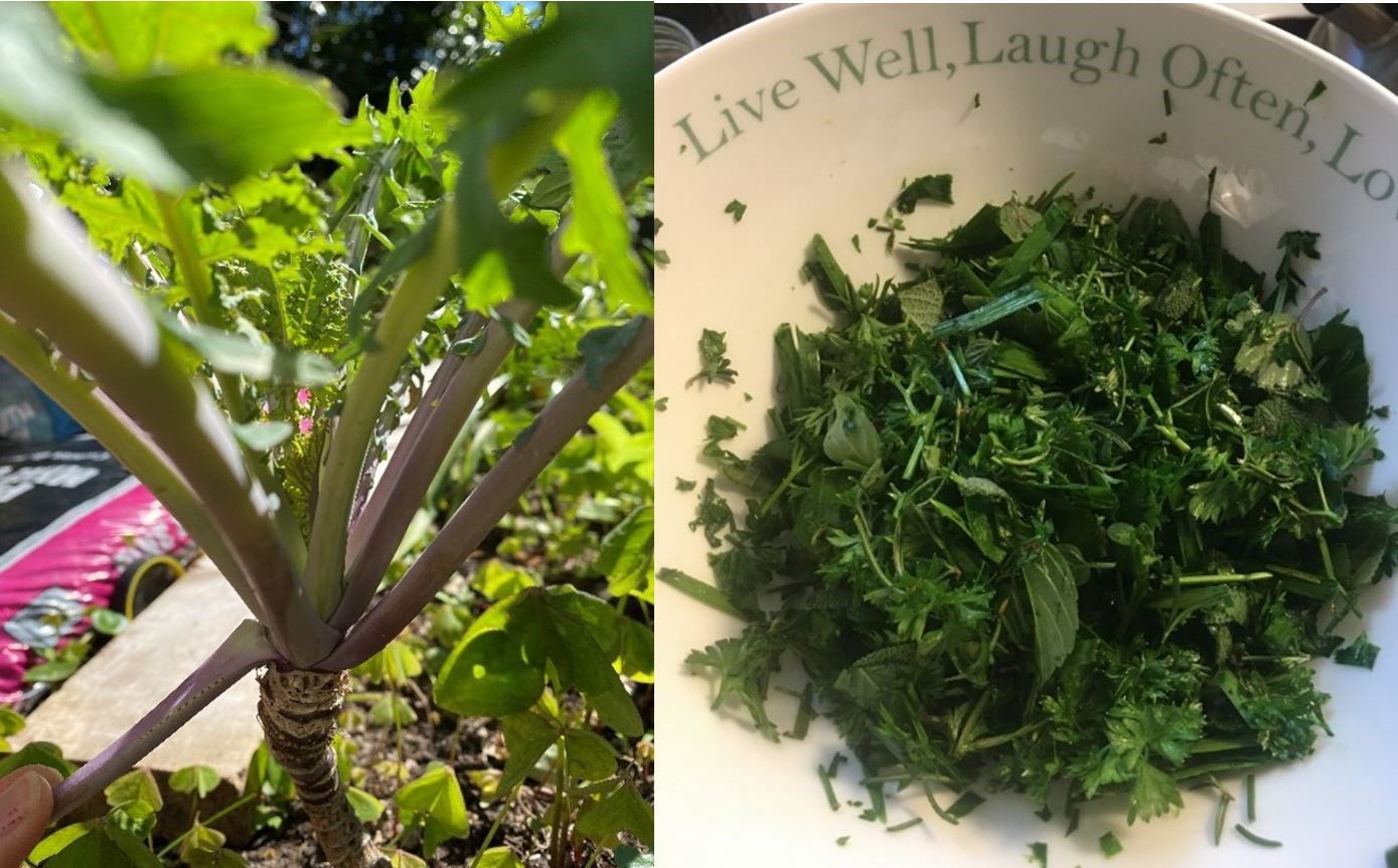Harvest kale by hand, selecting the most basal leaves for consumption (left). Herbs like basil, parsley, and kale can be harvested year-round in a Florida-Friendly edible landscape (right). 