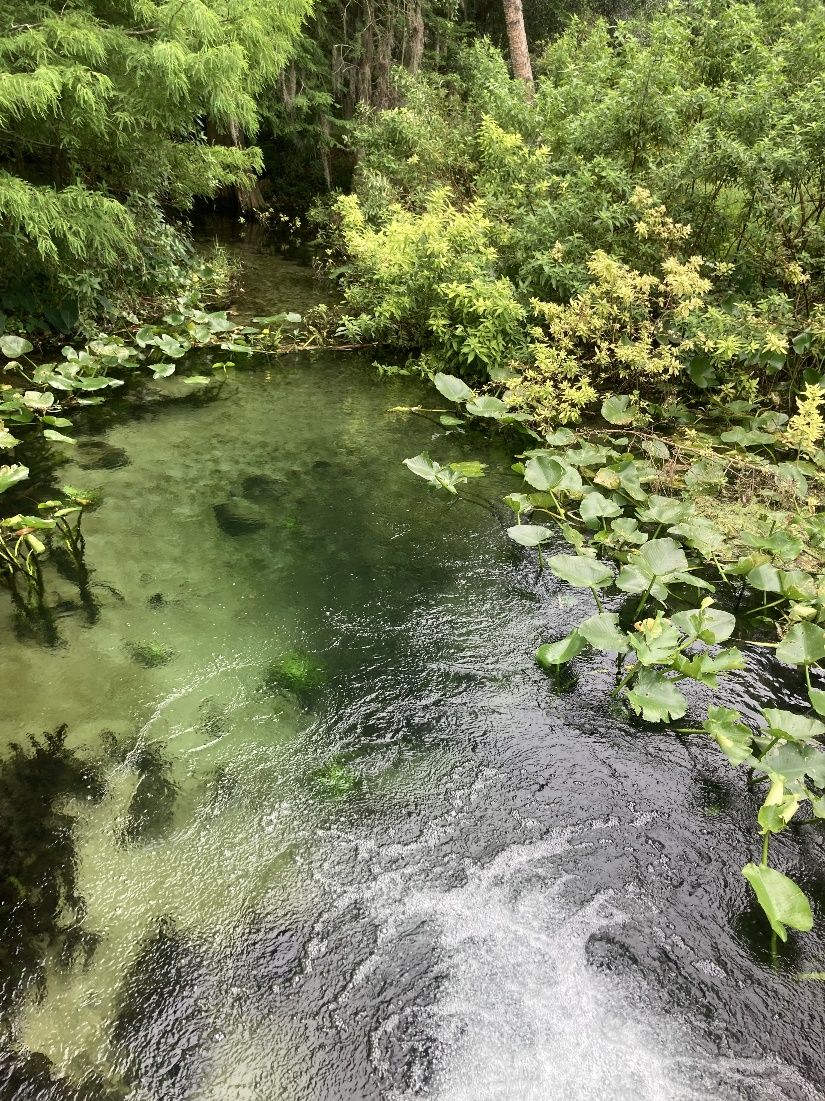Waterways, like the Little Wekiva River in Seminole County, have been negatively impacted by pollution from nitrogen and phosphorous runoff arising from inappropriate fertilization. 