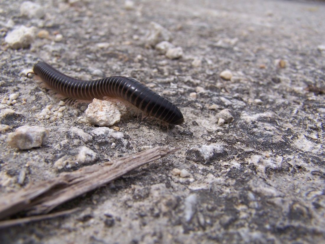 Millipedes are part of the soil food web and are beneficial to soil. 