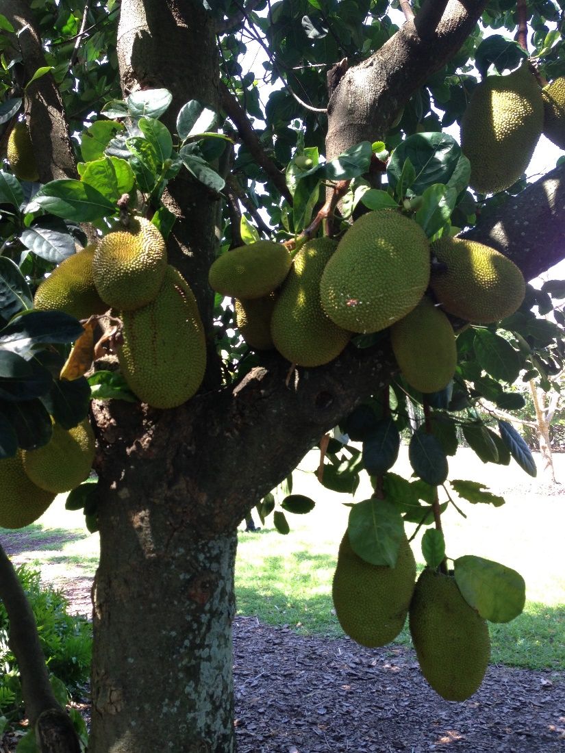 This jackfruit tree is the right plant for the right place and has been adequately absorbing the nutrients that have been provided in the soil. 