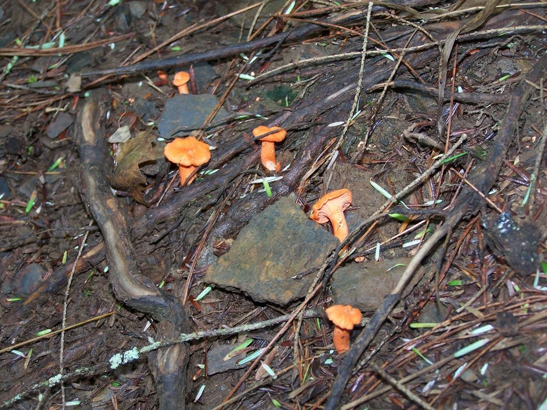 Fruiting bodies of fungus in robust and fertile topsoil. 