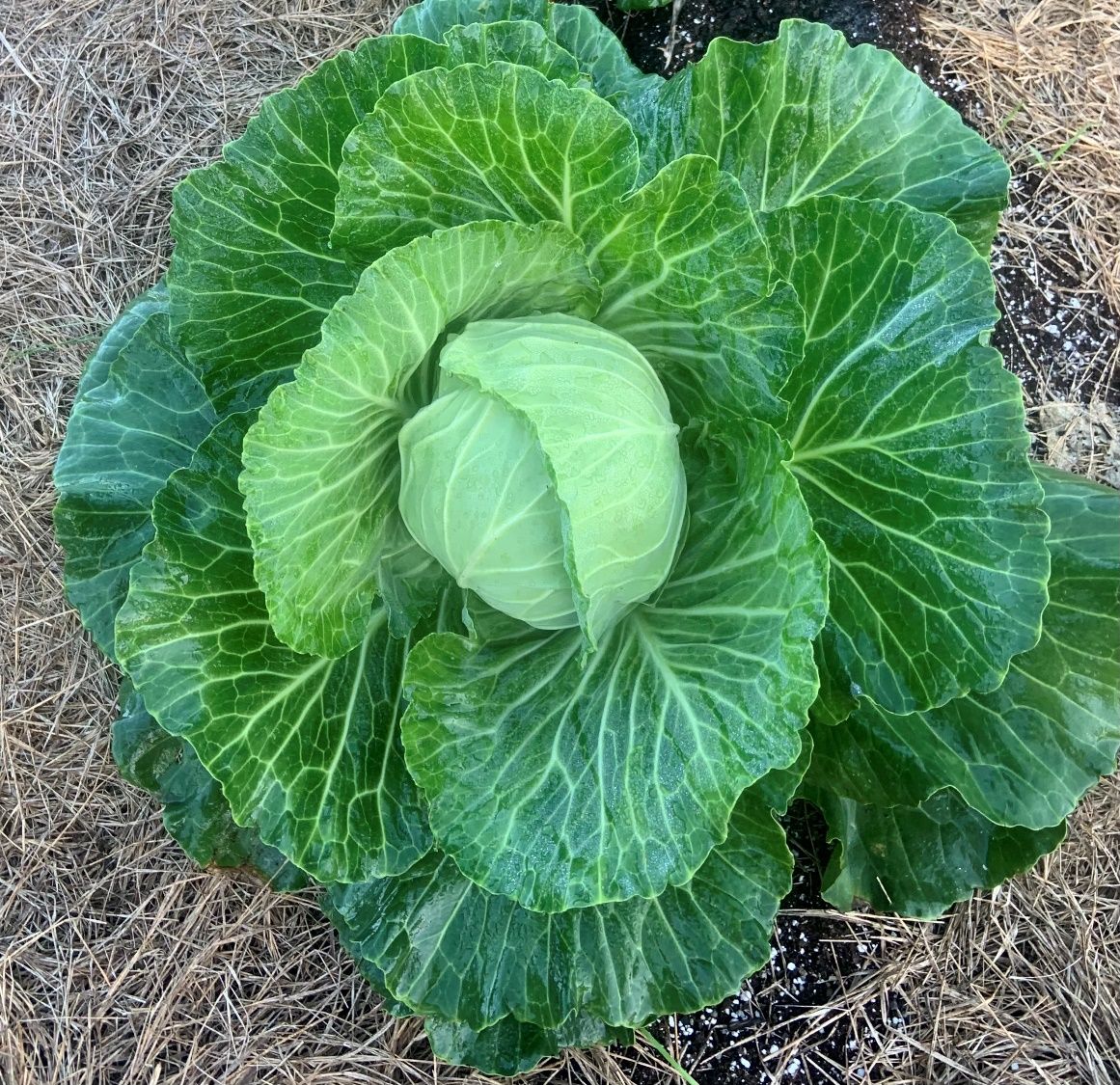 A large cabbage plant is mulched with hay, leaving 3–5 inches of space around the base of the plant. 
