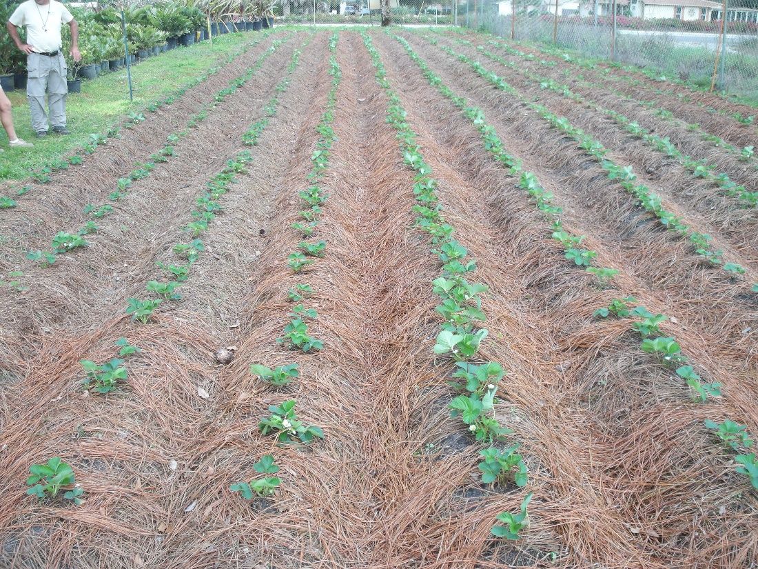 Rows of mounded strawberry plants are mulched with a thin layer of pine straw. 