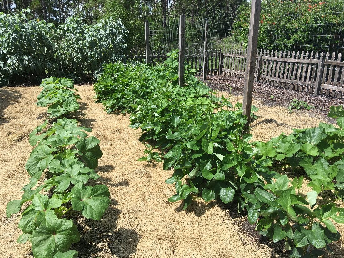 Vegetable gardens can be mulched with 2”–3" of straw. 