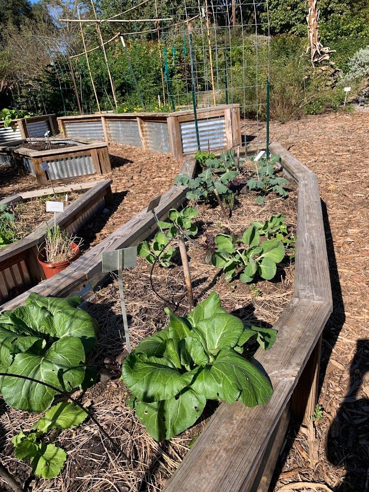 A raised bed of mixed vegetables is covered with a thin layer of pine straw. 