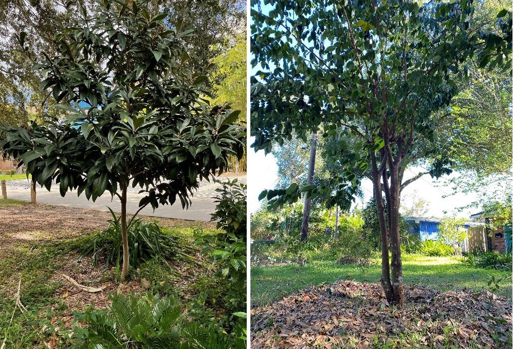 Fruit trees such as a loquat tree (left) and star fruit (right) are mulched with 2”–3" of oak leaves. 