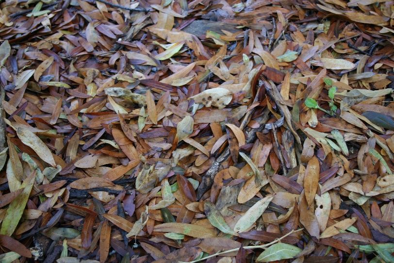 Leaf Litter. Cre