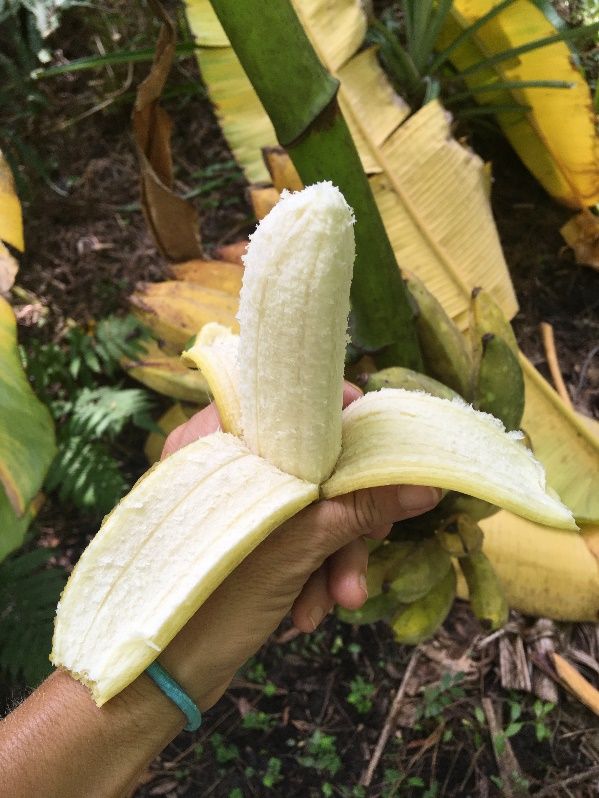 Reclaimed water is safe to use for irrigating fruits, such bananas, that will be peeled before consuming. 