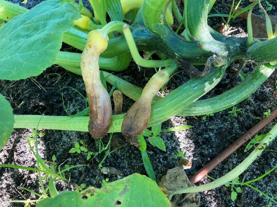 Yellow squash is prone to pests, such as the squash borer caterpillar. 
