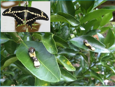 The orange dog caterpillars' larval host plant is citrus, so they may be a pest as they feed on leaves; however, they turn into beautiful giant swallowtail butterflies. 