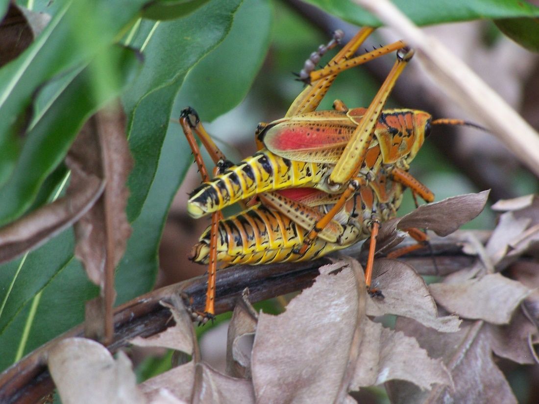 Native to Florida, lubber grasshoppers, Romalea guttata, (pictured mating) can be destructive garden pests in a monoculture and nonbiodiverse landscape. Handpicking lubbers (physical control) is one way to remove these pests from the garden. 