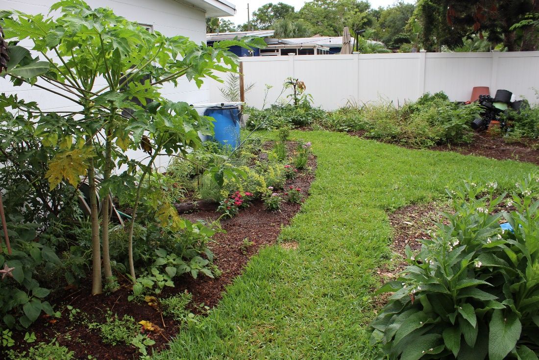 Papaya trees integrated into the home landscape along with flowers and herbs to create a Florida-Friendly edible landscape. Diversified yards such as this one can prevent pest outbreaks and promote populations of natural enemies. 