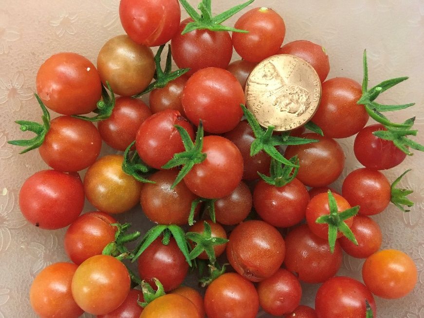 ‘Everglades’ tomato is a Florida-Friendly cultivar that can tolerate Florida’s heat and humidity and gets relatively few pests and diseases. 