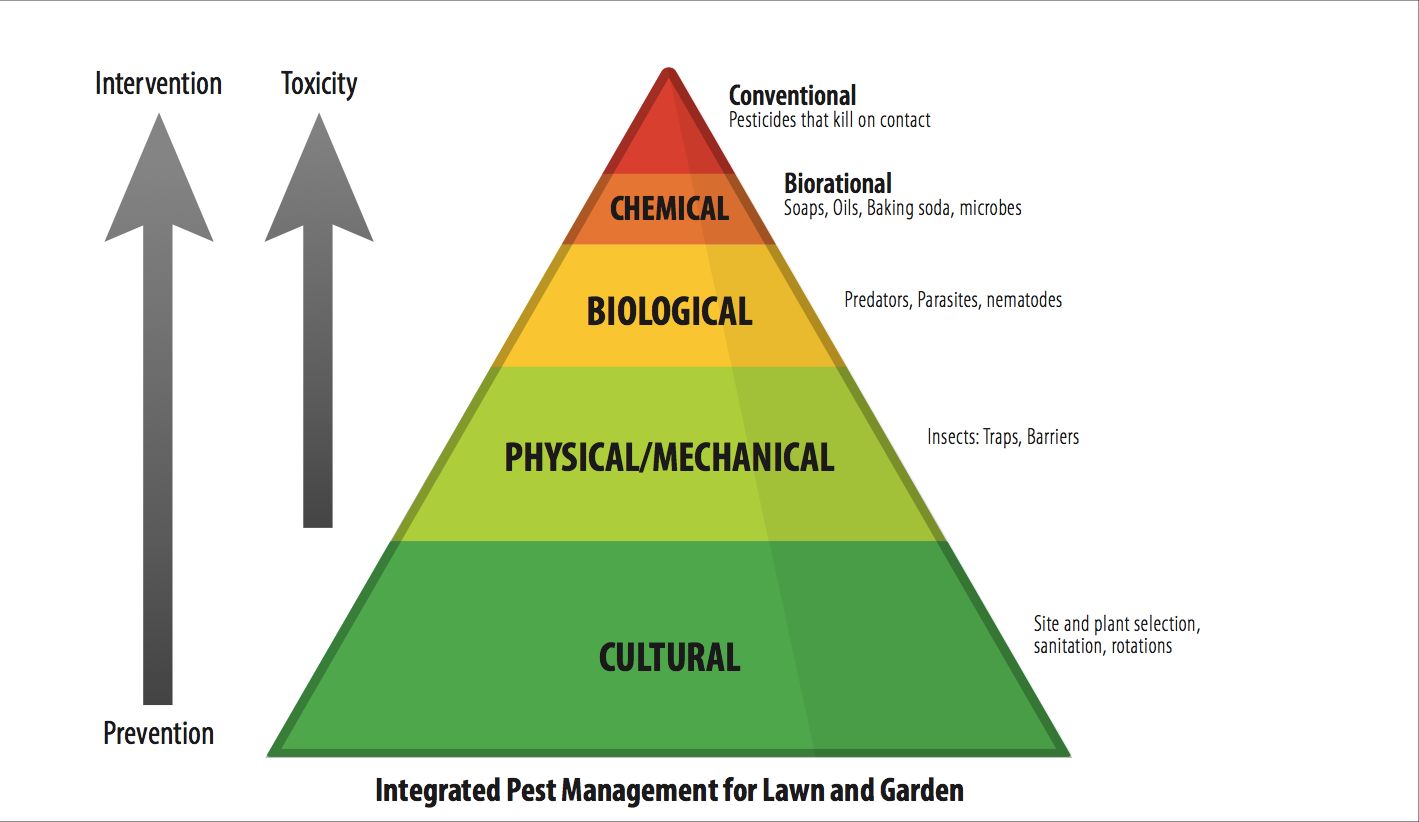 The triangle of IPM. This figure displays the suggested use of IPM techniques according to their toxicity and at what stage in the management process they should be used. The IPM triangle can help you make decisions about pest control in your edible landscape. 