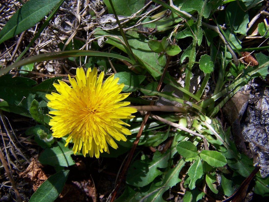 Dandelion is usually considered a weed, but to some pollinators this weed is a source of food. What role do dandelions play in your own backyard? 