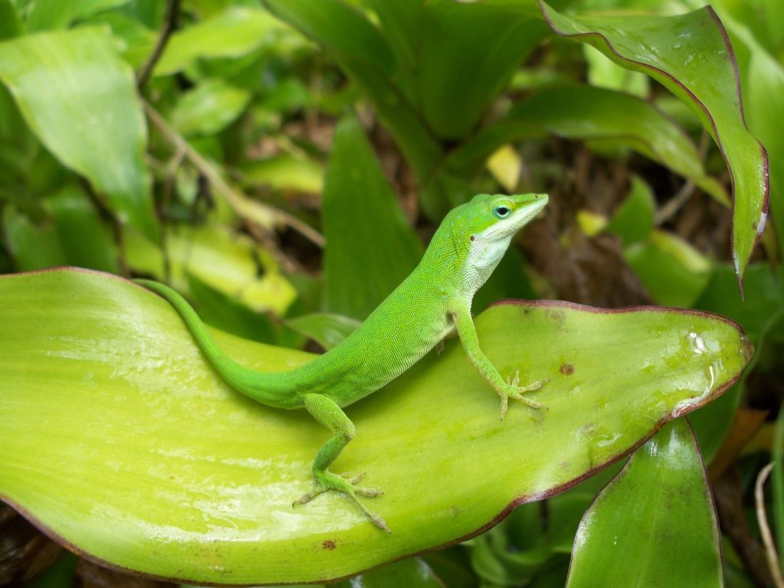 Native Florida green anoles (Anolis carolinensis) are beneficial creatures that eat garden pests like slugs, moths, and ants. 