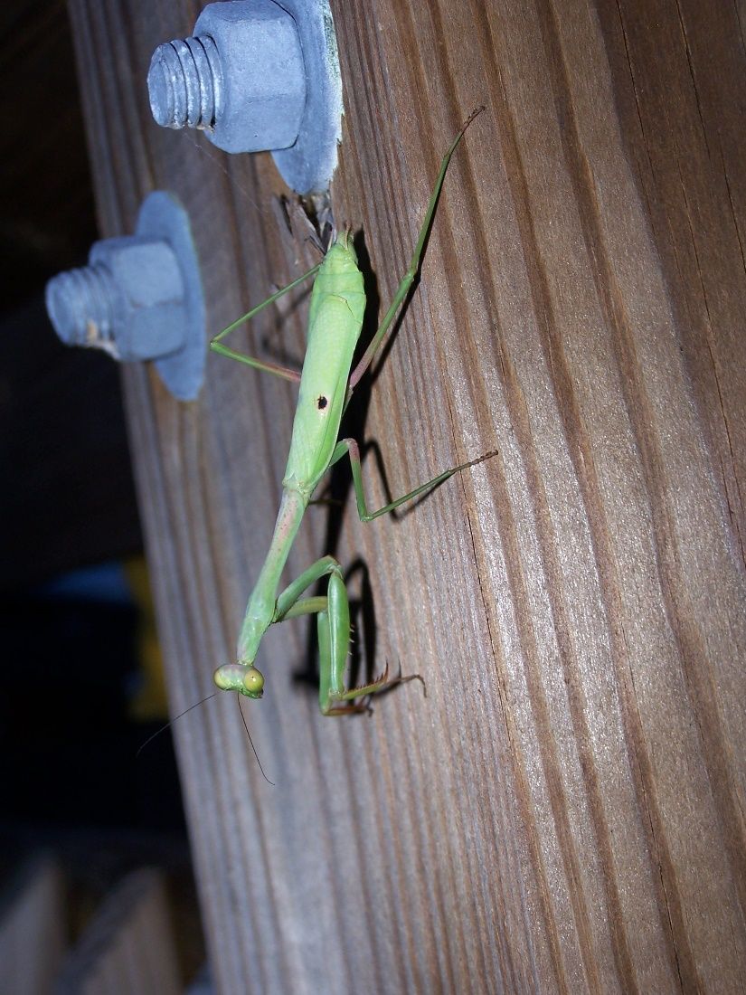 Praying mantises provide biological control by consuming aphids, caterpillars, leafhoppers, and other soft-bodied pests. 