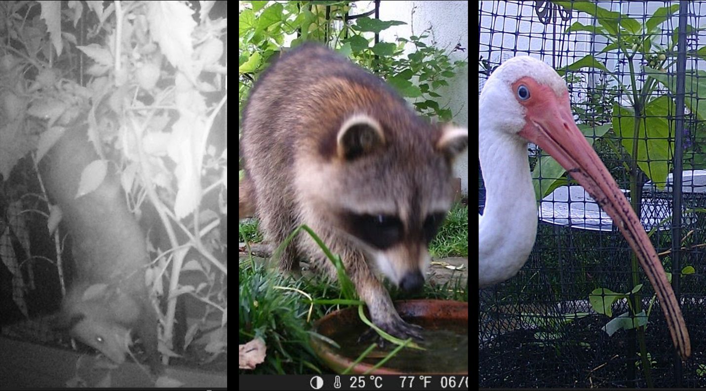 Wildlife cameras captured these photos, which show a range of wildlife in an edible landscape. The opossum (left) can be seen hanging from a tomatillo plant. The raccoon is playing with water collected in a plant pot dish (middle). Bird netting may be placed to protect vegetables (right). 