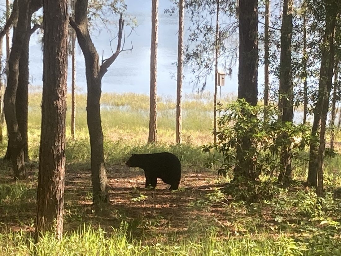 You may encounter the Florida black bear, which is easily scared away by human clapping. Never feed wild animals, and make sure to secure your trash. 