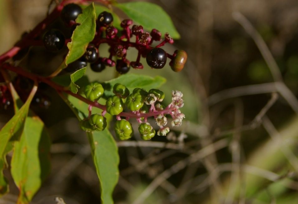 Green immature and purple mature fruits of common pokeweed. 