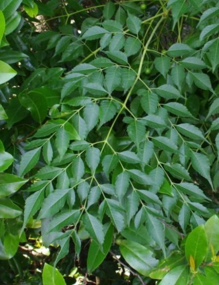Chinaberry leaves. 