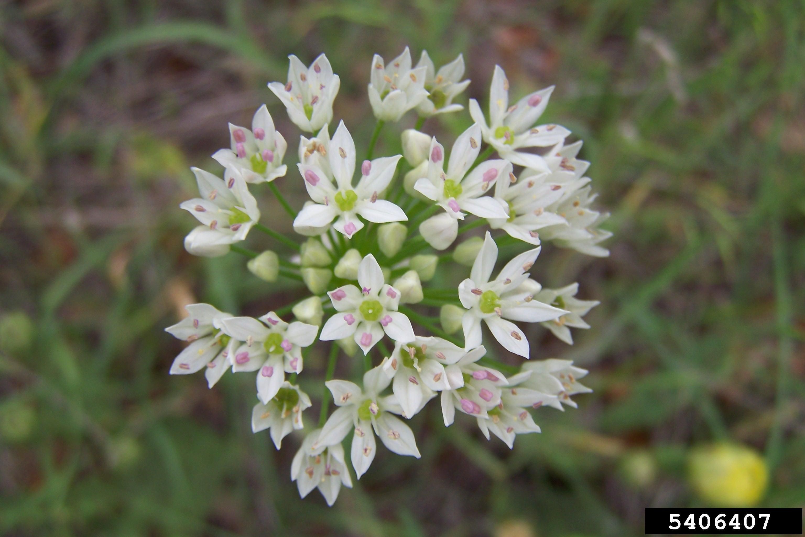Star-shaped flowers of wild garlic. 