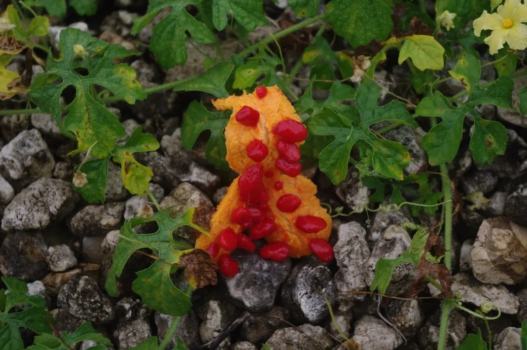 Figure 10. Described in caption