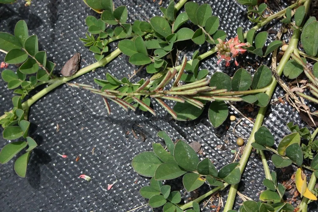 Figure 13. Described in caption