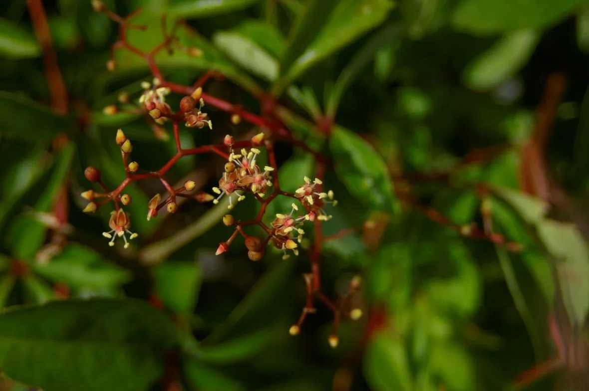 Figure 17. Described in caption