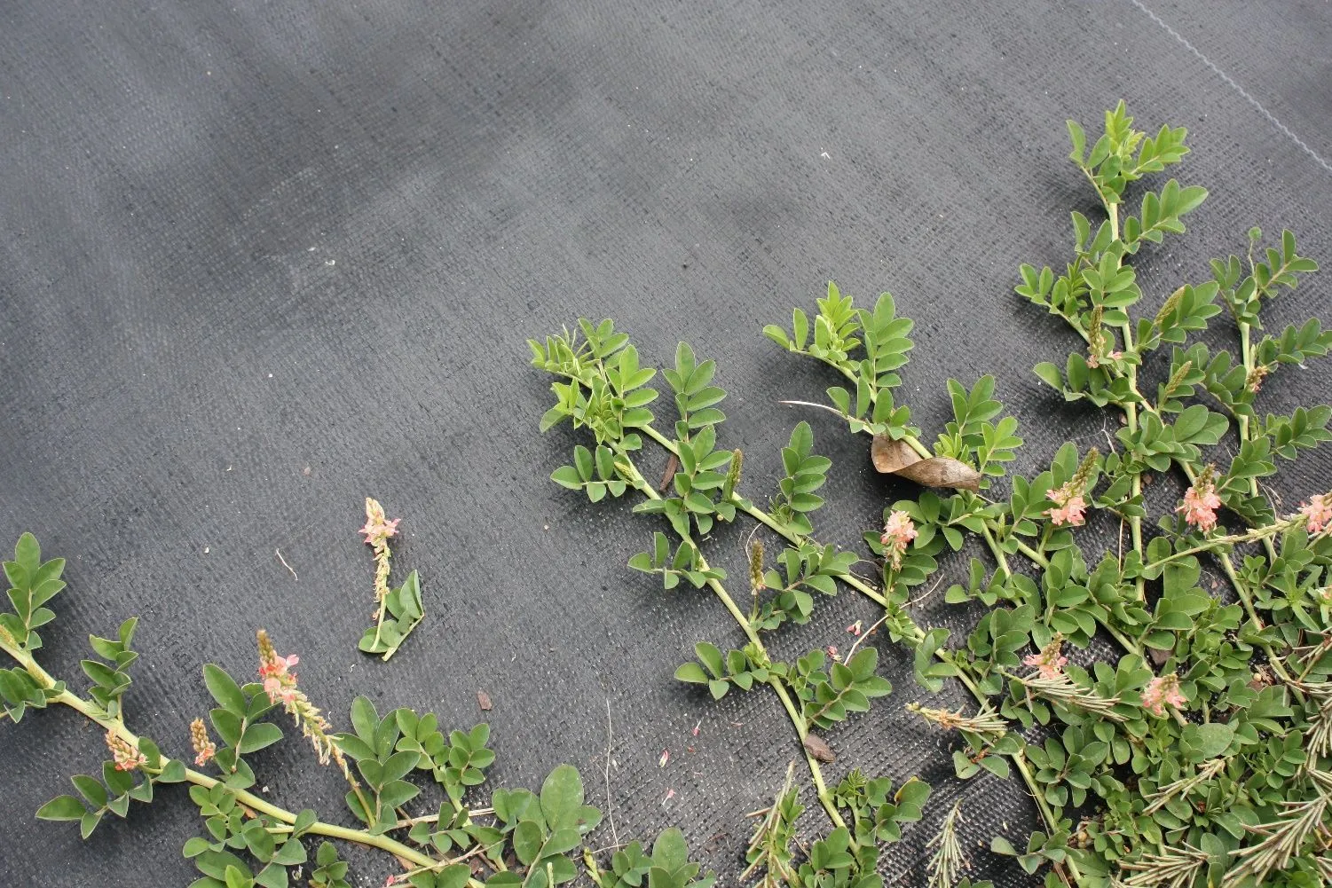 Figure 12. Described in caption