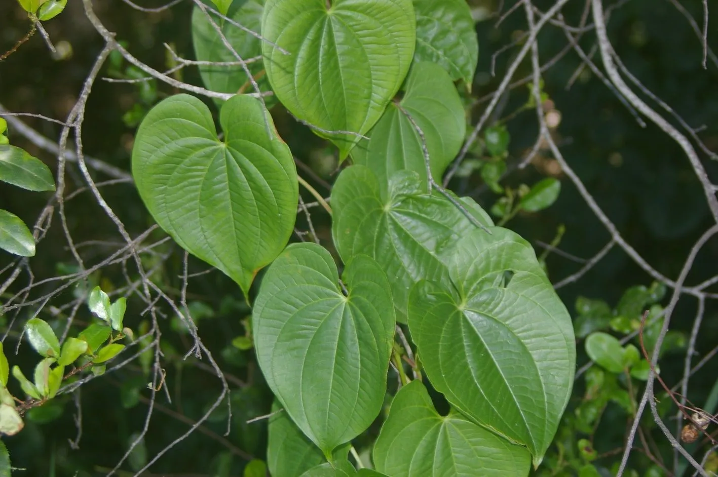 Figure 7. Described in caption