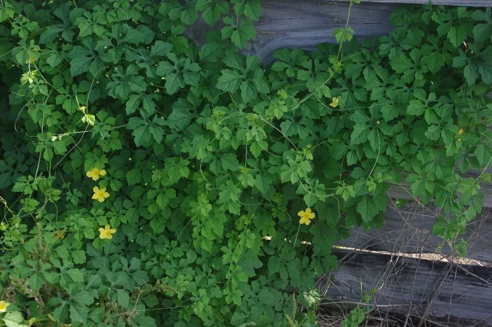 Figure 9. Described in caption