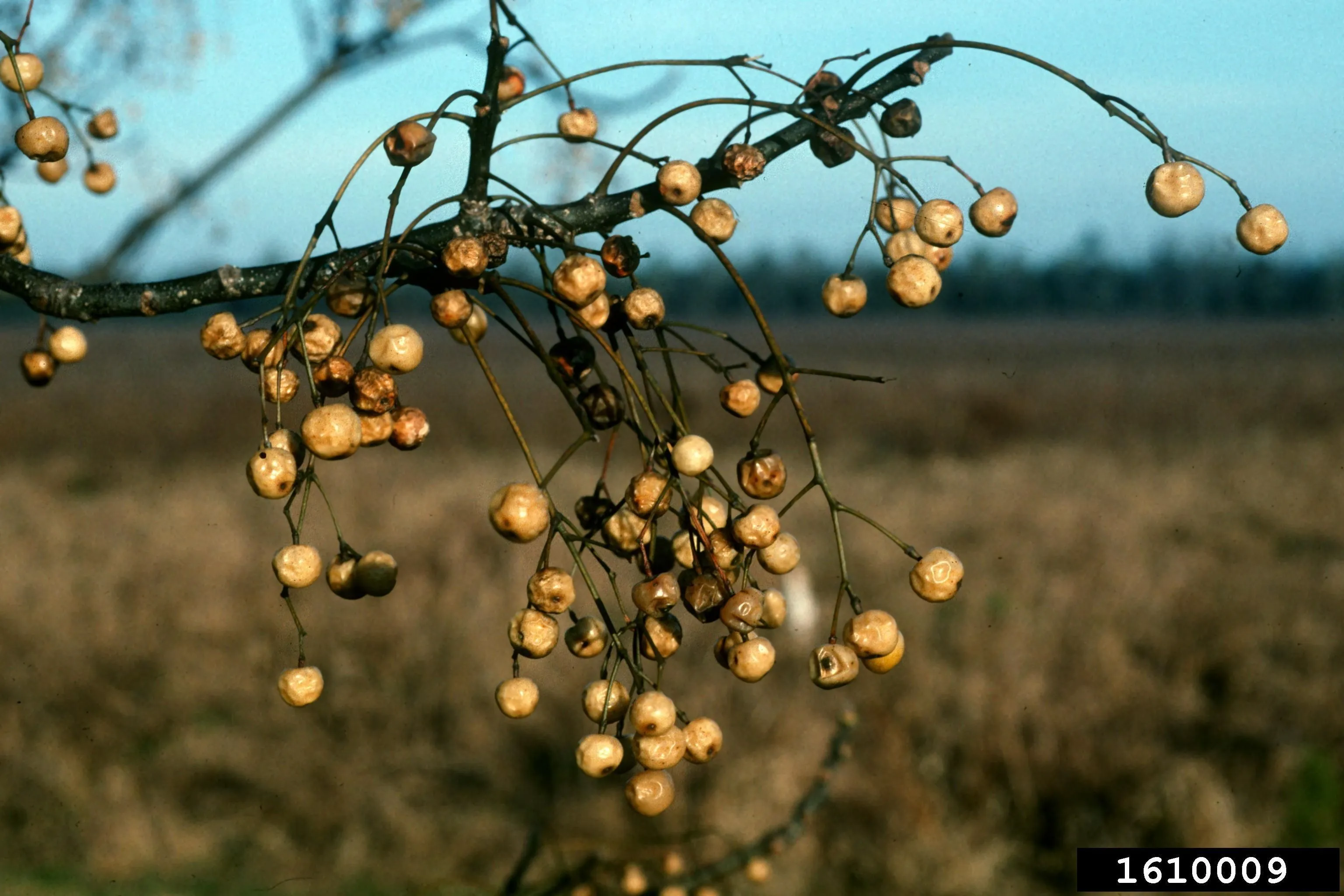 Figure 15. Described in caption